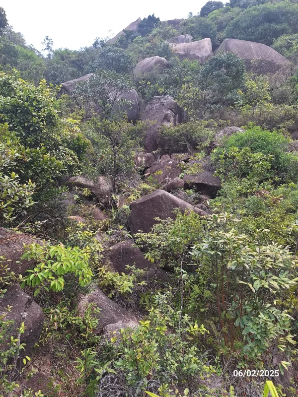 錦鯉坑